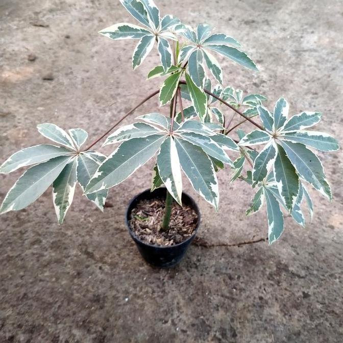 Tanaman kapuk Randu Variegata