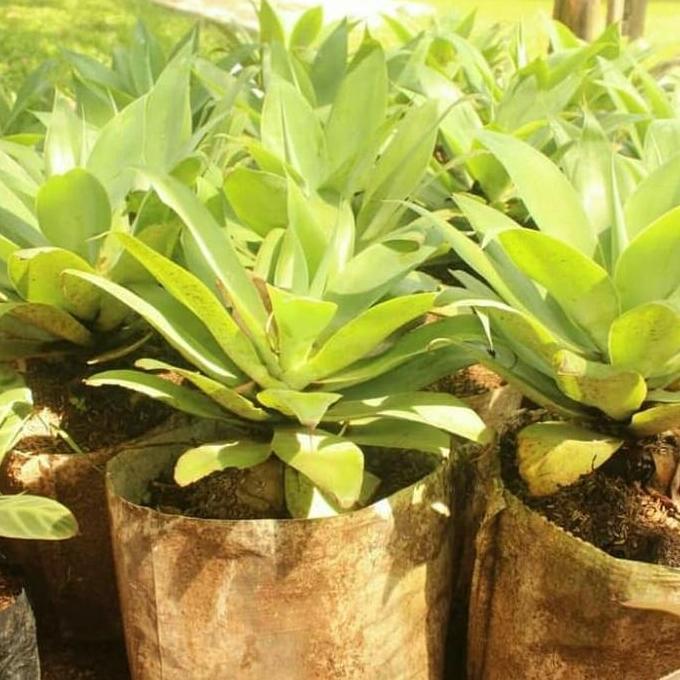 Tanaman Agave Attenuata Tanaman Siklok Hijau Tanaman Siklok