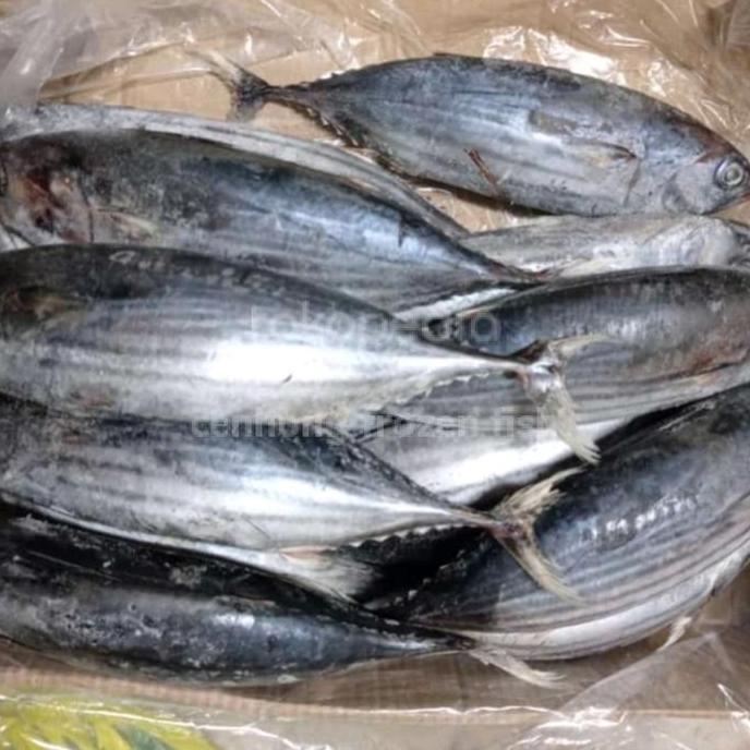 Barkahjualan7 - ikan cakalang beku segar