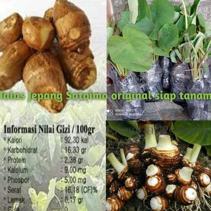 PREMIUM / BIBIT TANAMAN TALAS JEPANG SATOIMO
