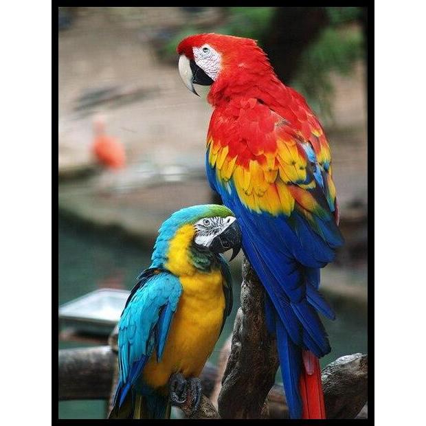 Terbaru Versele Laga Forma Drops 15 Ml Vitamin Tetes Mata Burung Menjadikan Mata Burung Lebih Jelas