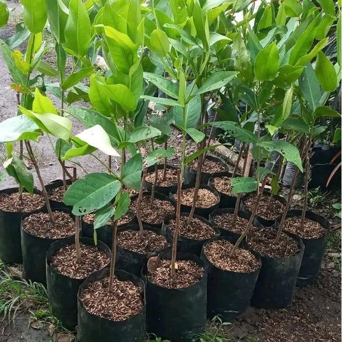 Promo Bibit Jambu Air Citra Merah Bibit Jambu Air Citra Madu Okulasi Cod