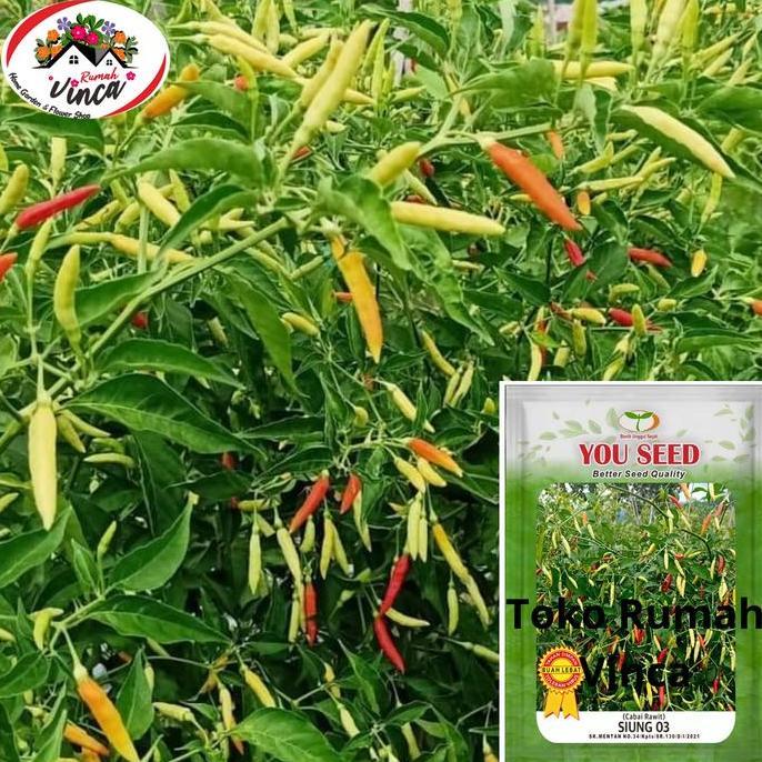 Promo Benih Bibit Tanaman Cabe Rawit Putih Setan Tipe Patalan Siung 03 Dari Cap You Seed Isi 10 Gram