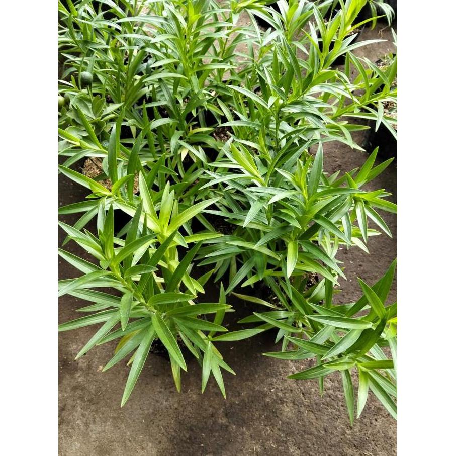 Promo Bibit Bunga Easter Lily Putih Cod