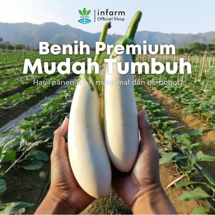 Promo Infarm - Benih Unggul Terong Putih Infarm Benih Biji Terong Putbrinjal Biji Tanaman Benih Biji
