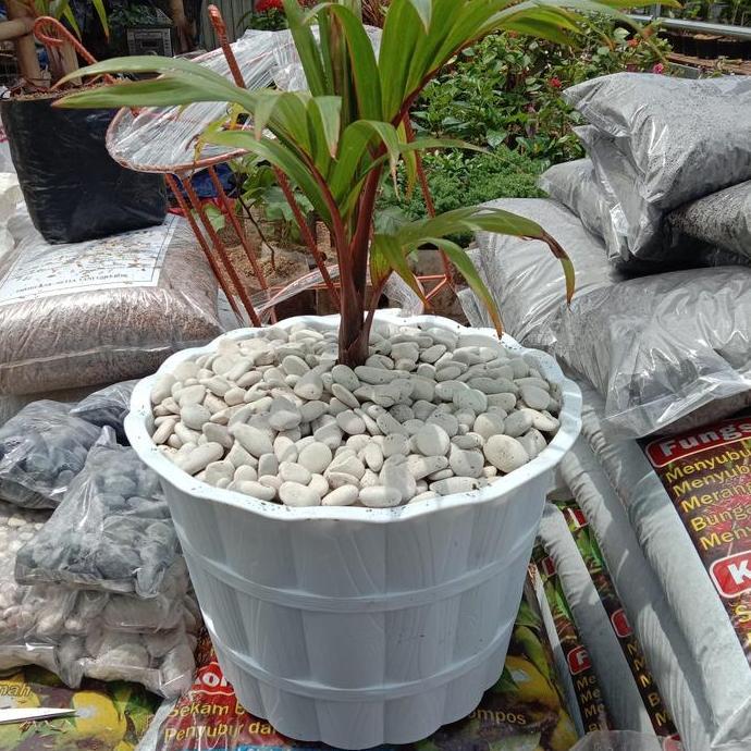 tanaman palem botol merah inc pot