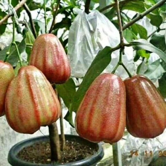 BIBIT TANAMAN POHON JAMBU AIR DALHARI MERAH SUPER BERBUAH/BERBUNGA