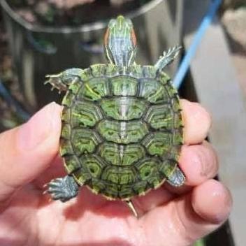 setiker KURA KURA BRAZIL BABY/hiasan aquascape/ikan hias air tawar