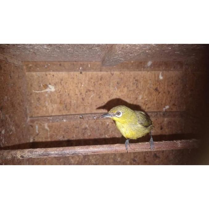 BURUNG PLECI GARUT TANGERANG