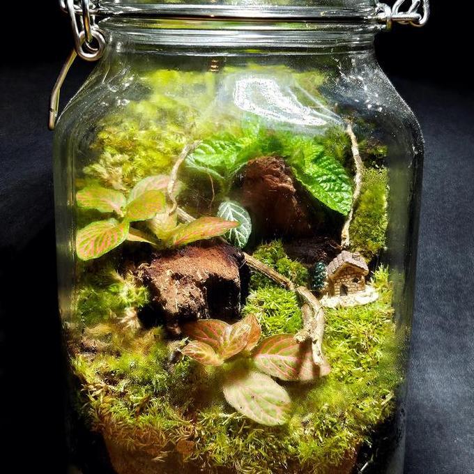 TERRARIUM JAR KIT | TERRARIUM TOPLES KIT | PRAKTIK TUGAS SEKOLAH GS