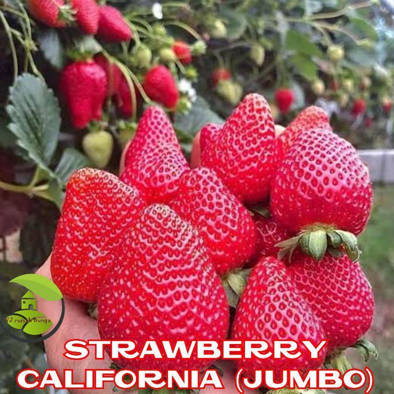 15 Butir - Benih Buah Strawberry Jumbo California Genjah Benih Bibit Strawberry Jumbo