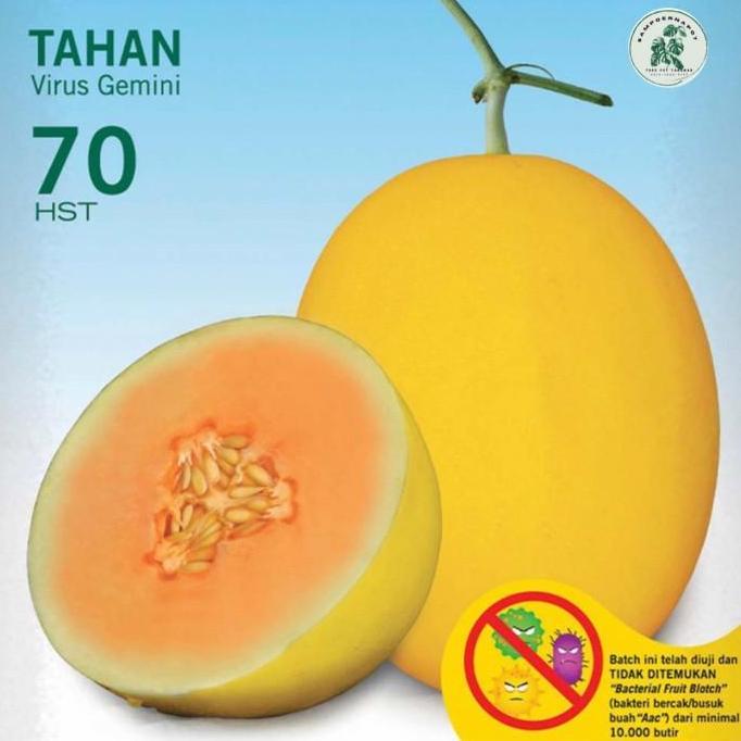 benih bibit melon hibrida alisha f1 cap panah merah - MELON ALISHA F1