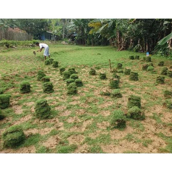 rumput jepang per meter