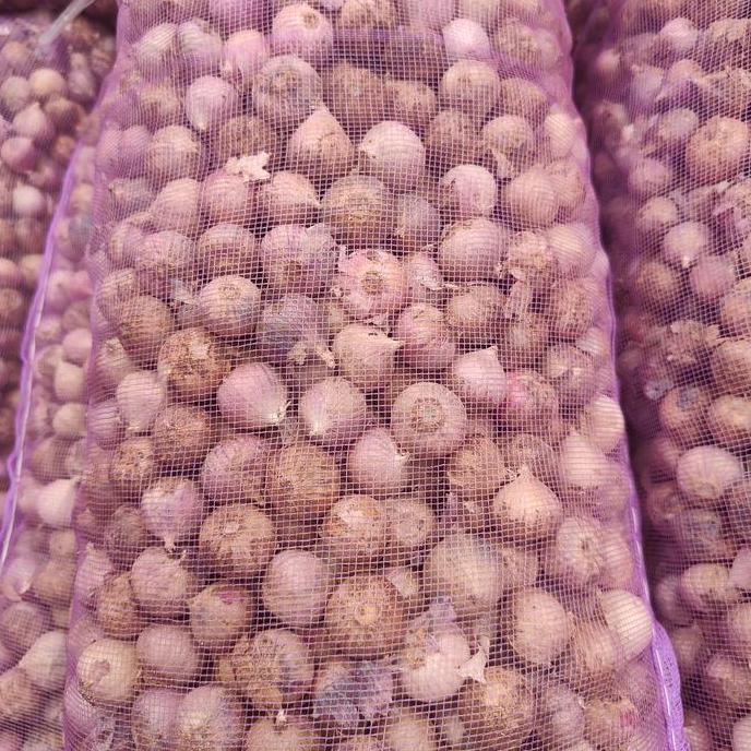 Cod,Bisa- Bawang Putih Tunggal Ukuran Medium 1Kg