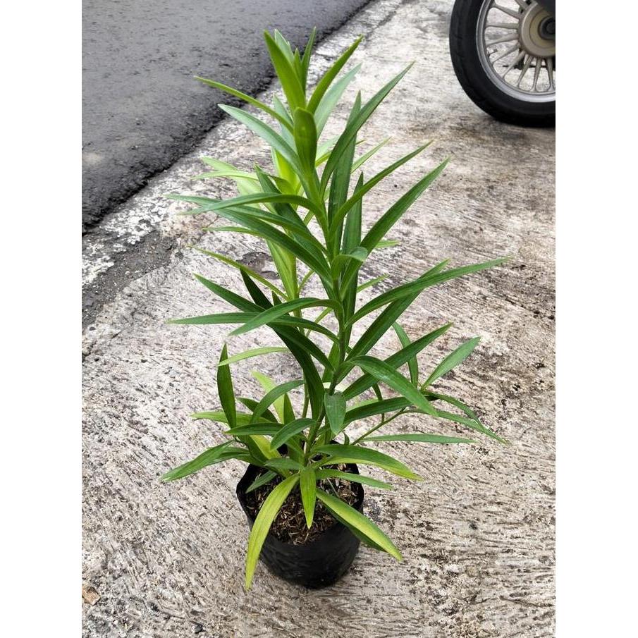 Asobiba- Bibit Bunga Easter Lily Putih