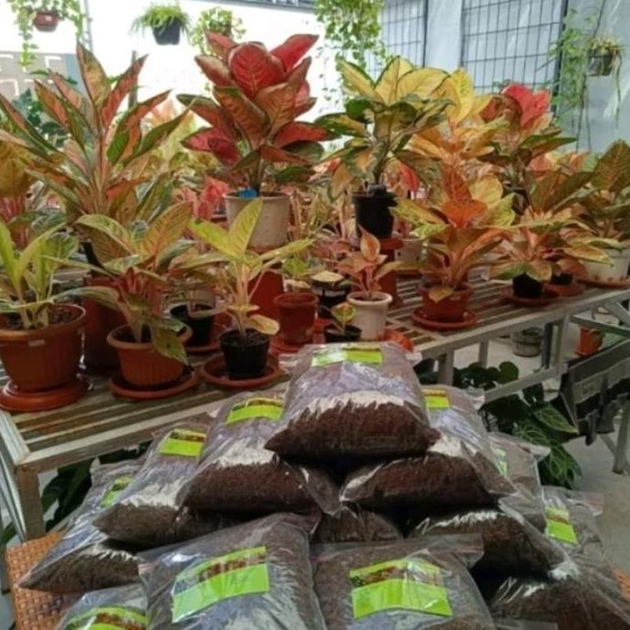 Media Tanam Aglaonema Fermentasi