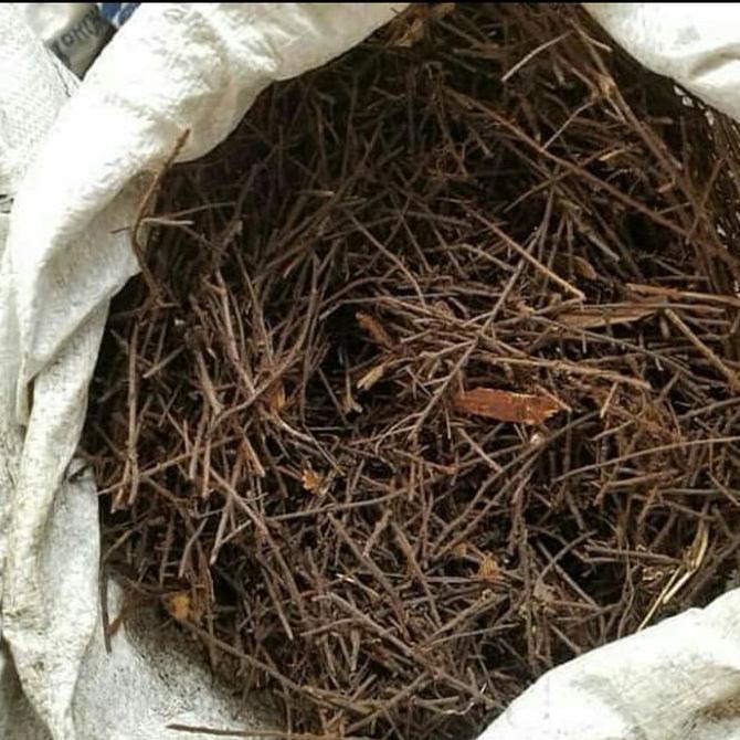 Akar Pakis Halus Karungan