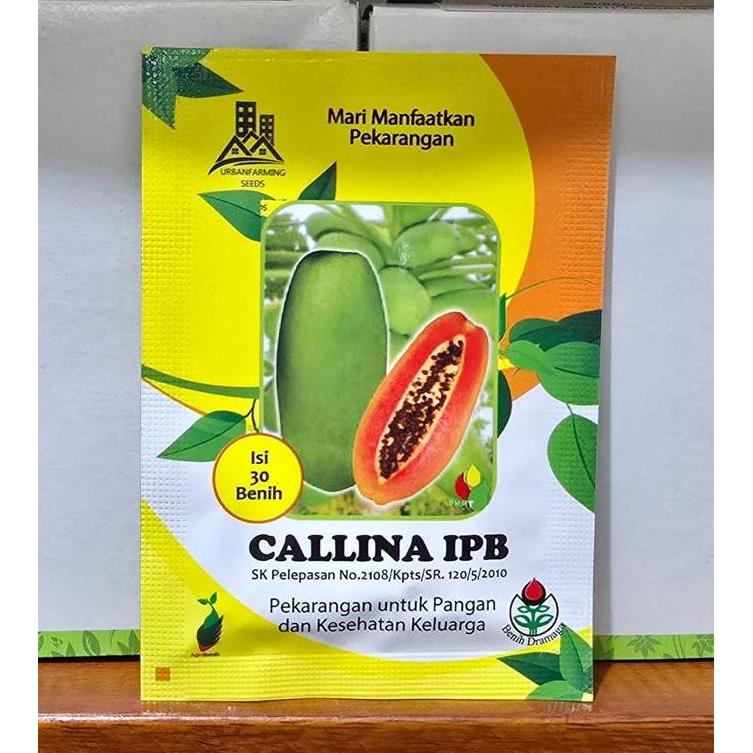 Benih Pepaya Callina IPB (IPB9)