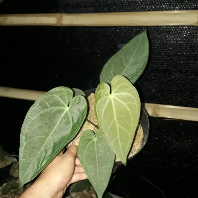 kuping gajah kalong HM