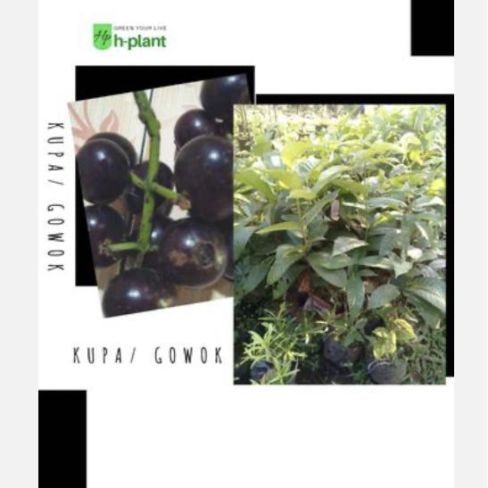 Bibit pohon buah kupa buah gowok buah langka
