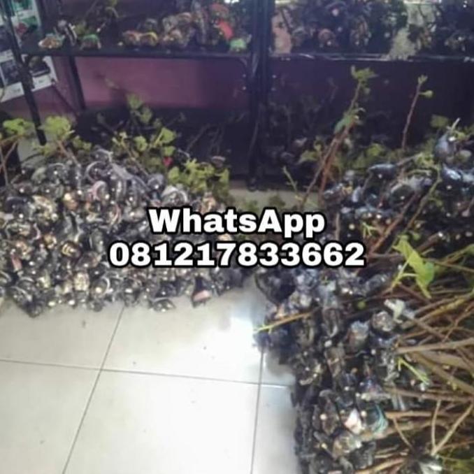 POHON Obral Bibit buah tin Tena fresh cangkok | bibit pohon tin Tena TAMBULAPOT