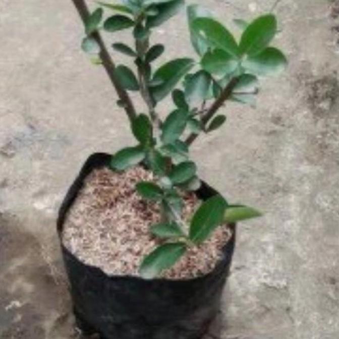 POHON bibit ceryy/ceri/cery Vietnam benih pohon tanaman buah di dalam TAMBULAPOT