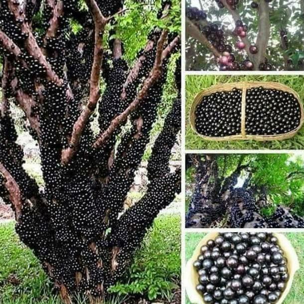 Paling Laris BIBIT TANAMAN BUAH ANGGUR POHON BRAZIL BENIH ANGGUR POHON TAMBULAPOT