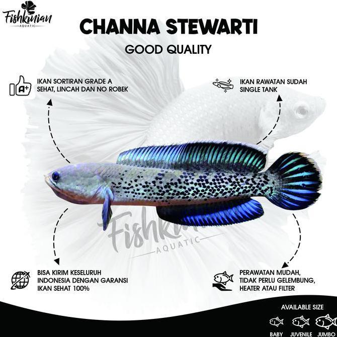 Sakana- Ikan Channa Stewarti Grade A