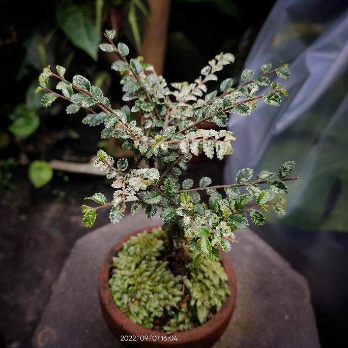 Bonsai mini Ulmus variegata Micro