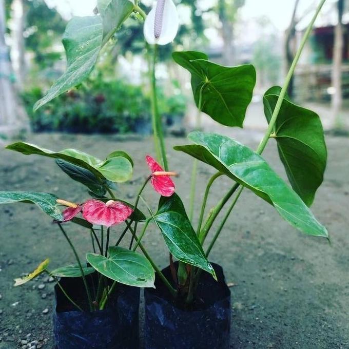 tanaman hias anthurium mickey mouse mini - anthurium mini merah