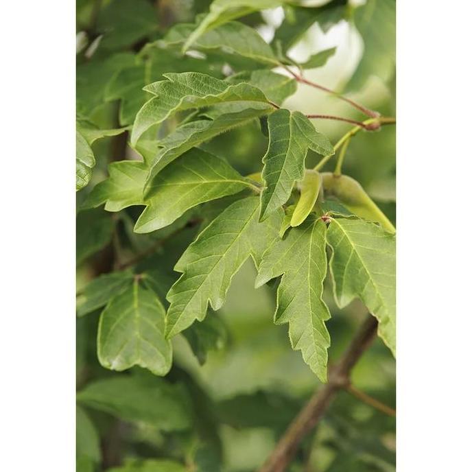 Ready Benih Bibit Biji - Chinese Paperbark Maple Acer griseum Tree Pohon Eksotis Seeds - IMPORT