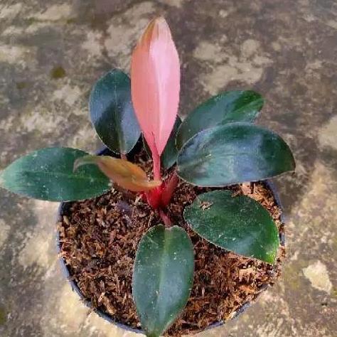 philo pink congo / Philodenron pink congo