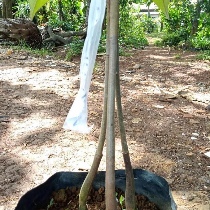 tanaman pohon buah duren musangking
