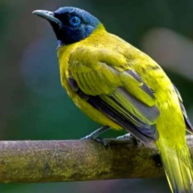 burung kutilang sutra jantan