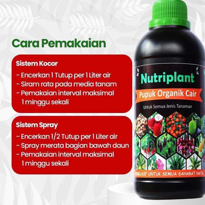 Pupuk Organik Cair Cabai | Nutrisi Tanaman cabai | Pupuk Organik Cair Cabai Rawit