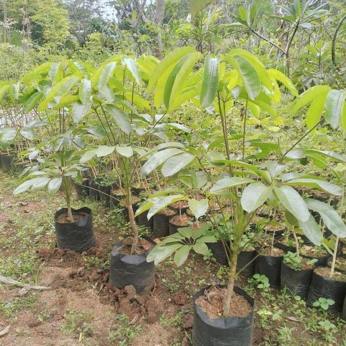 tanaman hias walisongo tinggi 100cm