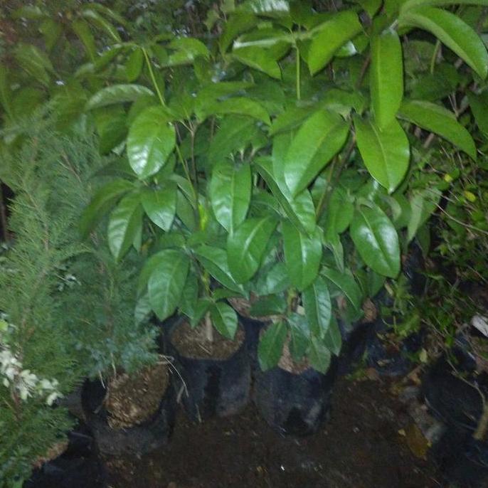 tanaman hias walisongo tinggi 1 meteran