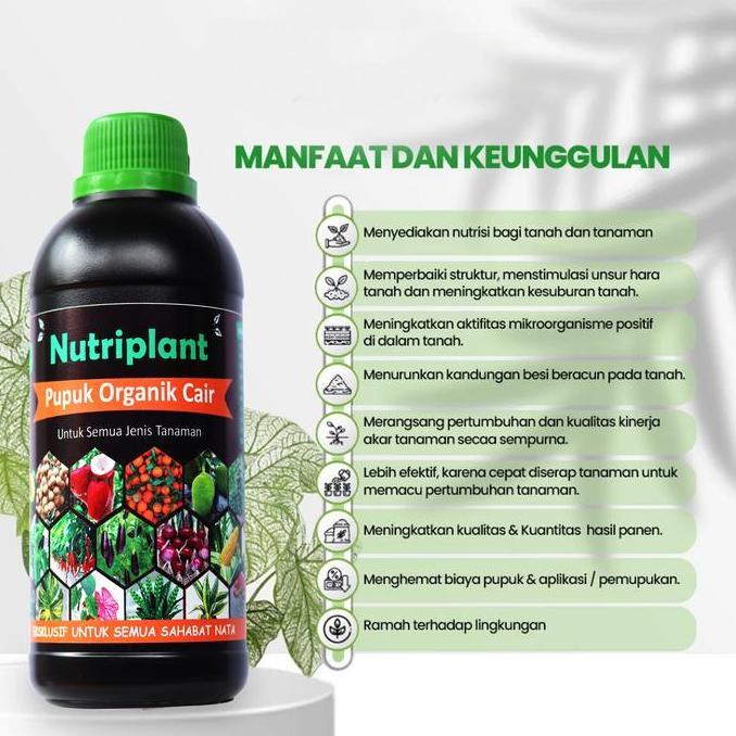 Pupuk Aglonema | Pupuk Organik Cair Aglonema | Nutrisi Tanaman