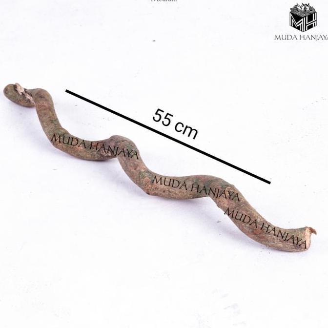 TERLARIS - Tenggeran Tangkringan Akar Burung Rambatan Doraemon Menjalar Bagus | Muda Hanjaya