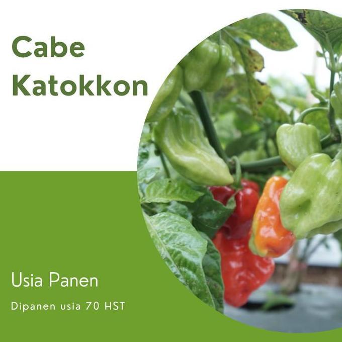 Bebihpedia Benih Cabe Cabai Toraja KATOKKON