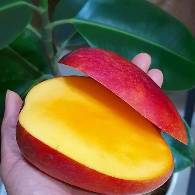 Bibit Mangga Miyazaki Tinggi 1 Meter Up Batang Besar