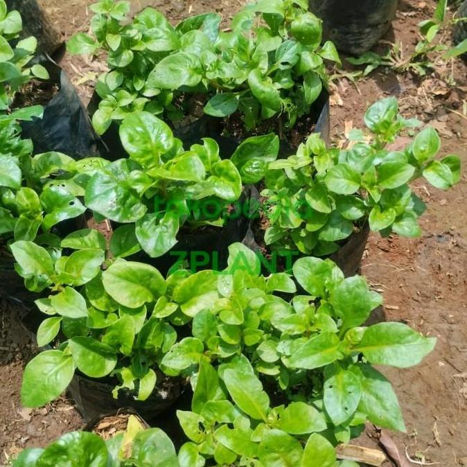 bibit bayam brazil