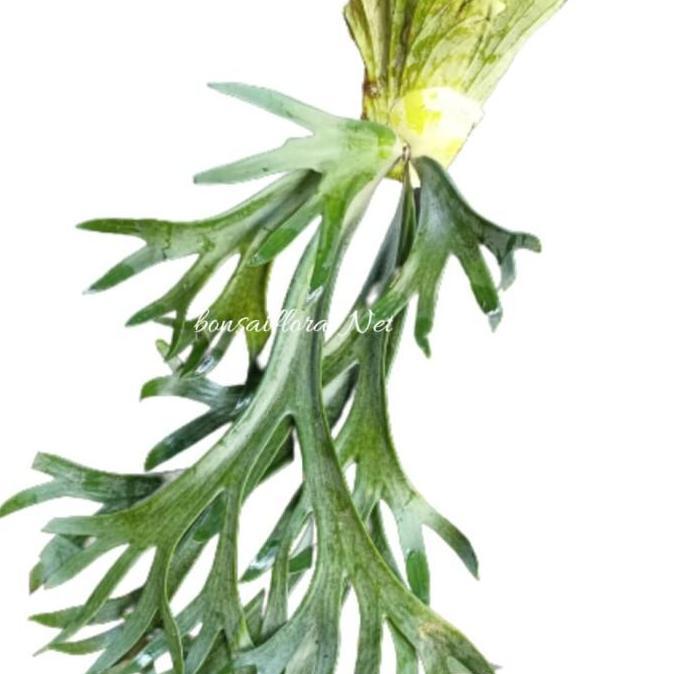 simbar tanduk rusa hias / simbar menjangan