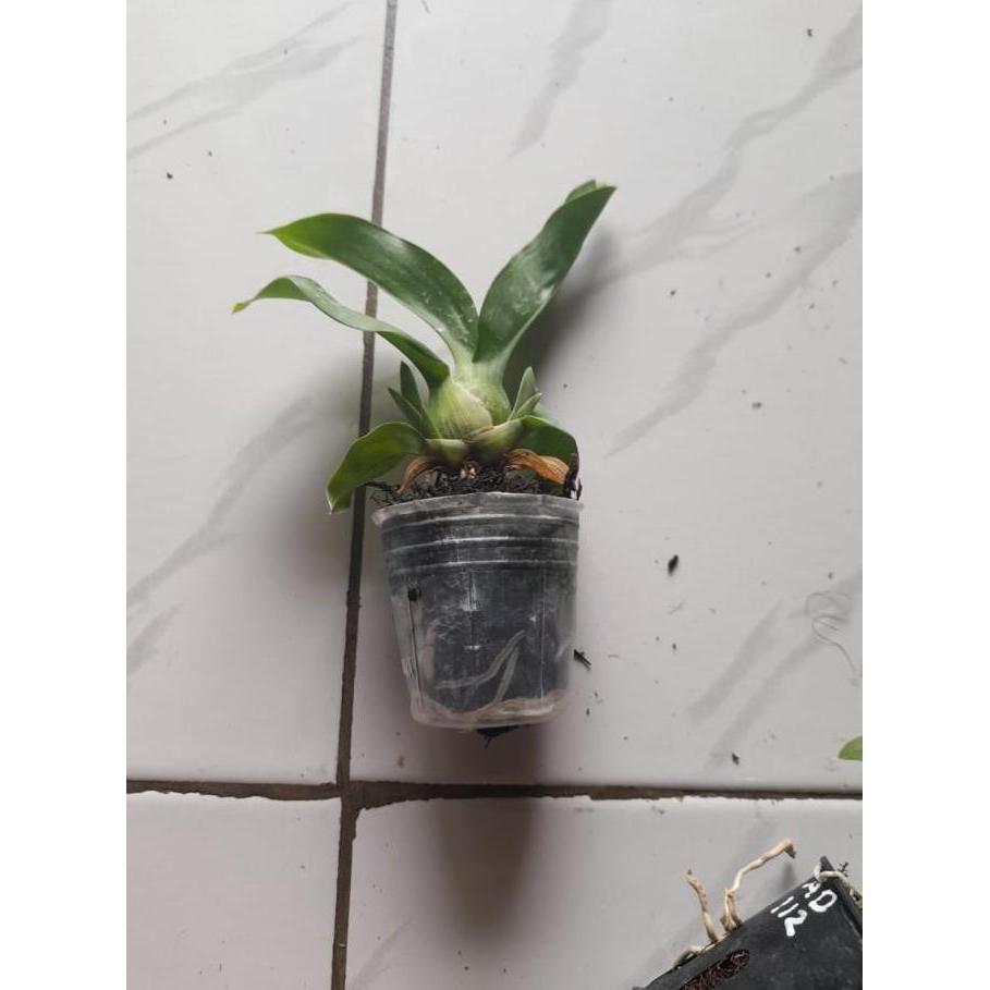 Seedling Anggrek Grammatophyllum Martae