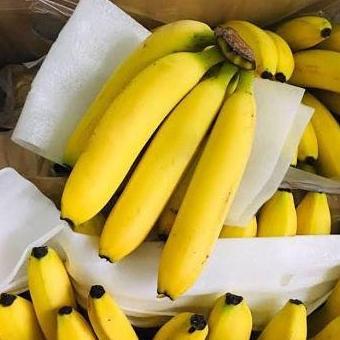 Bibit Tanaman Pisang Sunpride