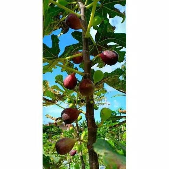 bibit buah tin fc nero portugalo