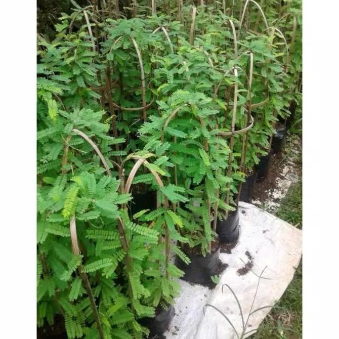 Bibit Tanaman Saga Pohon Saga Tanaman Daun Saga Pohon Daun Saga