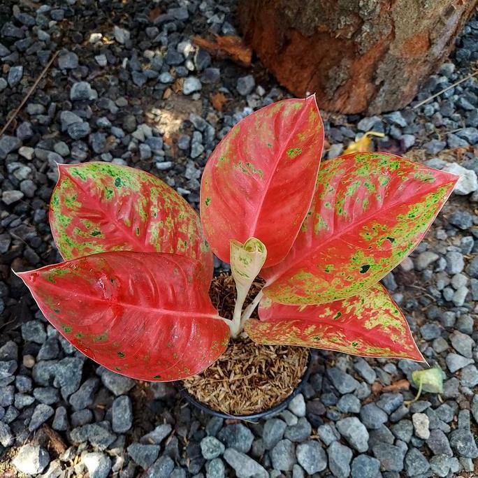 Aglonema Mahasety