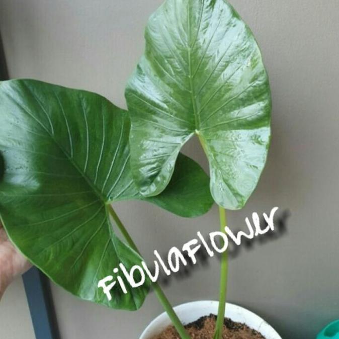 alocasia alba
