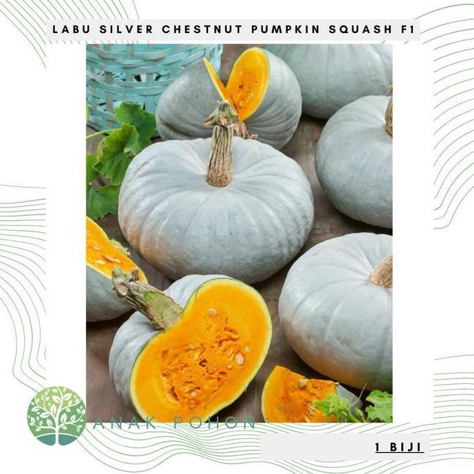 Benih Bibit Biji - Labu Silver Chestnut Pumpkin Squash F1 Kastanye Kaboca Perak Hibrida Seeds - IMPO